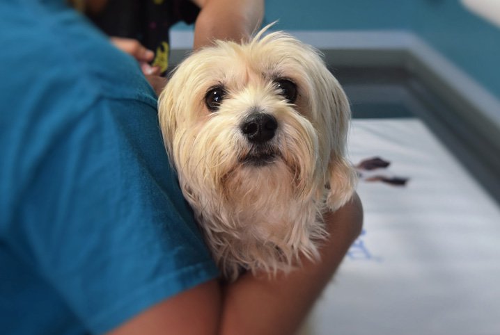 Saiba tudo sobre a Ozonioterapia Veterinária